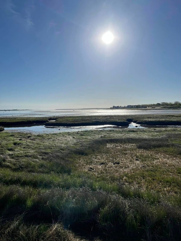 A calm coastal marsh, still water and tall grass